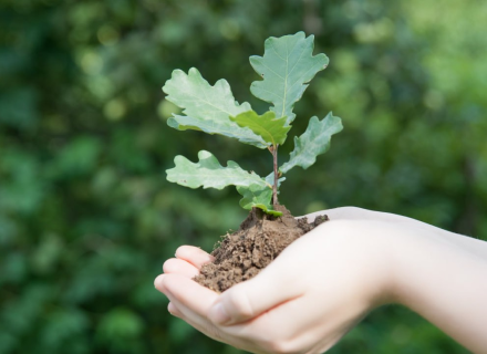 Лиственный посадочный материал