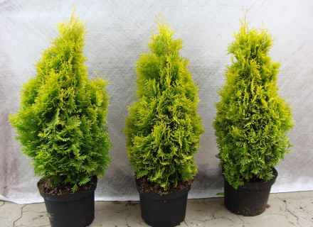 Хвойный декоративно-посадочный материал