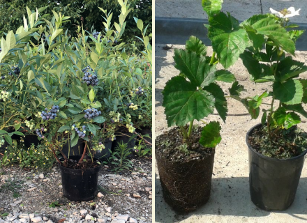 Кустарники ягодные